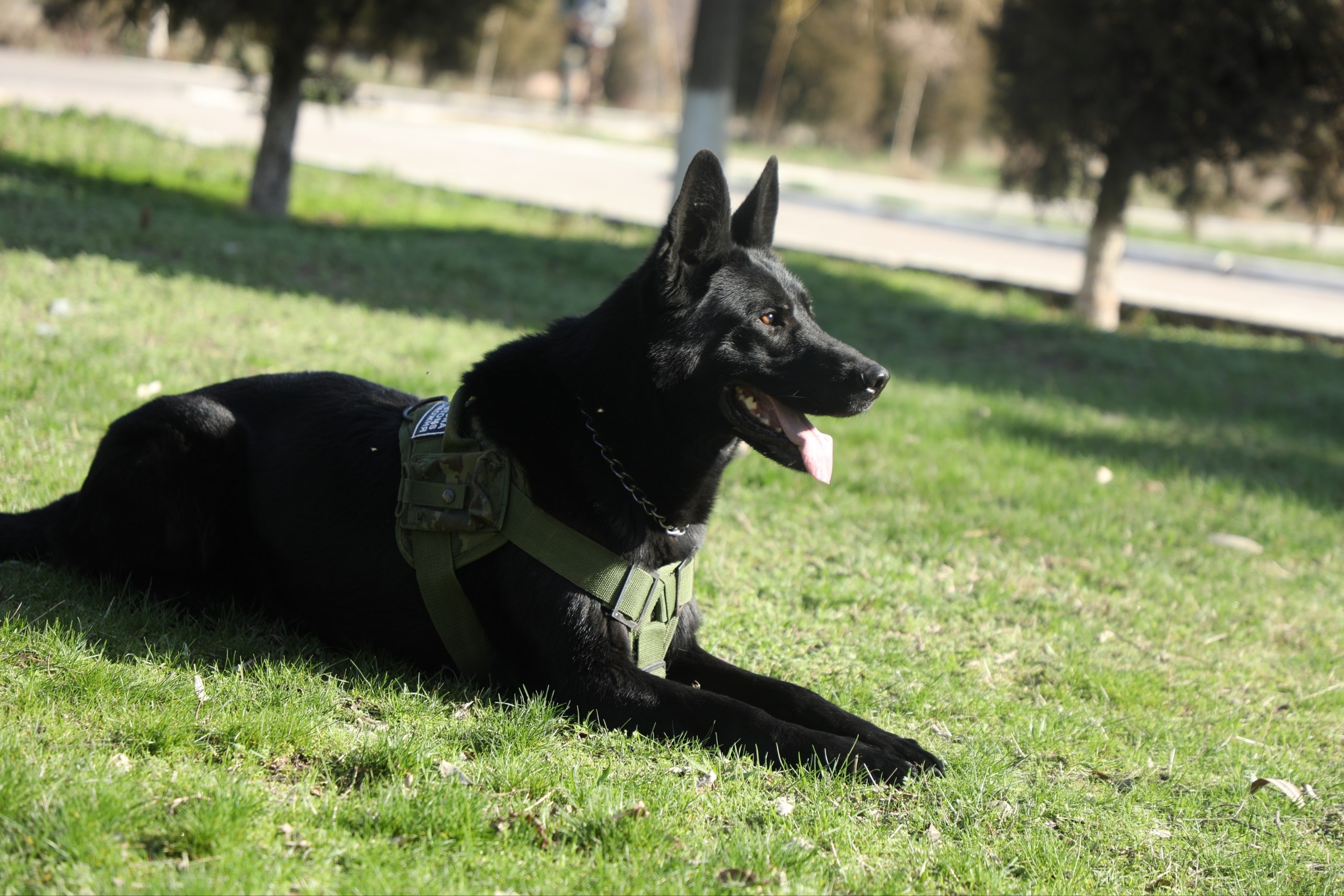 National Canine Center of the Customs Committee